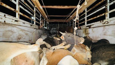 72 किमी पीछा कर पुलिस ने पकड़ी गोवंश से भरी पिकअप, टोल नाका तोड़कर भागे आरोपी