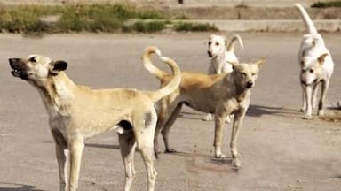 आवारा श्वानों की बढ़ती संख्या से लोग हो रहे परेशान