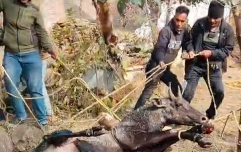 बावड़ी में गिरी नीलगाय, वन विभाग और ग्रामीणों ने मिलकर किया रेस्क्यू