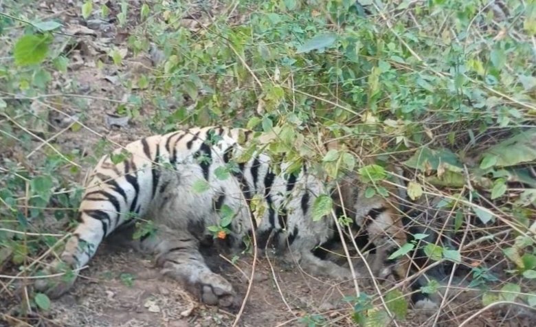 ​वीरांगना दुर्गावती टाइगर रिजर्व में बाघ की मौत, रेडियो कॉलर से हुई थी ट्रैकिंग