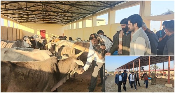 उप मुख्यमंत्री शुक्ला ने किया बासामन मामा गौ अभयारण्य का निरीक्षण