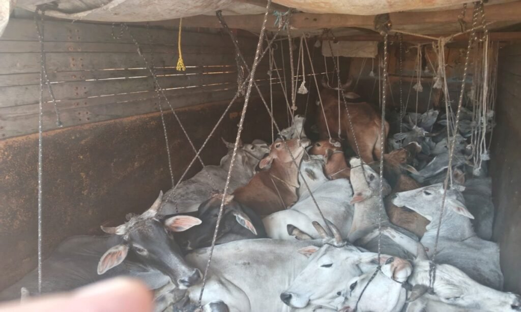 एक हफ्ते में 141 पशु तस्करों के चंगुल से मुक्त, हथियार और वाहन भी जब्त