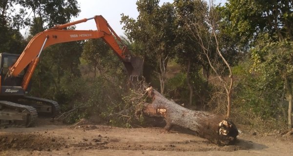 ओएफके–खमरिया मार्ग पर सैकड़ों पेड़ों की कटाई
