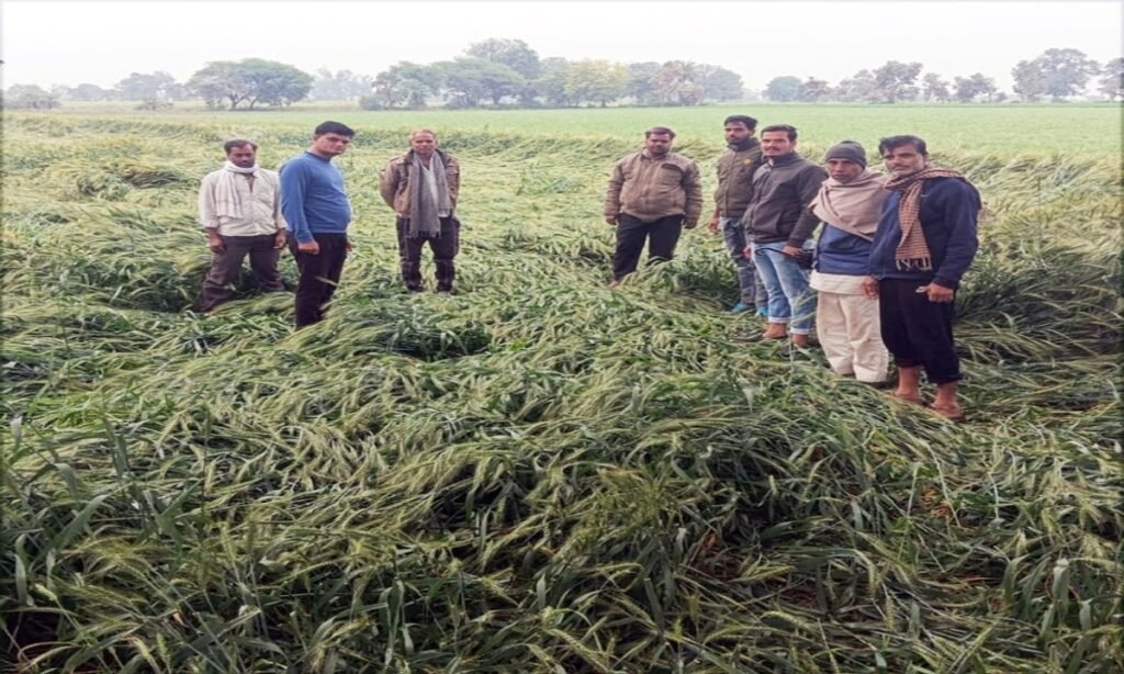 गर्मी की हो रही थी आमद, मावठे ने घोली ठंडक