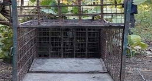 तेंदुओं को पकड़ने के लिए वन विभाग के पास नहीं है पिंजरे!