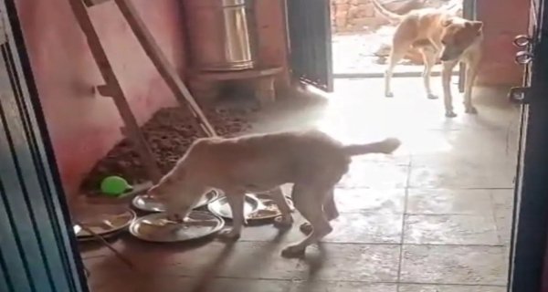 गंभीर लापरवाही : आंगनवाड़ी में बच्चों के बर्तन चाट रहे कुत्ते