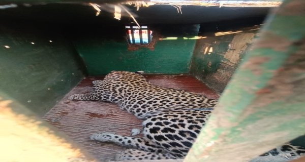 शिकारियों के फंदे में फंसा तेंदुआ, दहशत में ग्रामीण