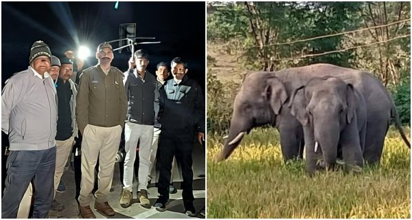 शहडोल से सीधी होते हुए मैहर पहुंचा हाथियों का जोड़ा