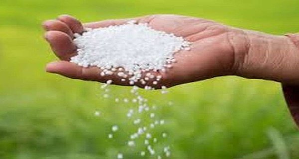 गेंहू की फसल में डालने के लिये किसानो को नही मिल रही यूरिया खाद