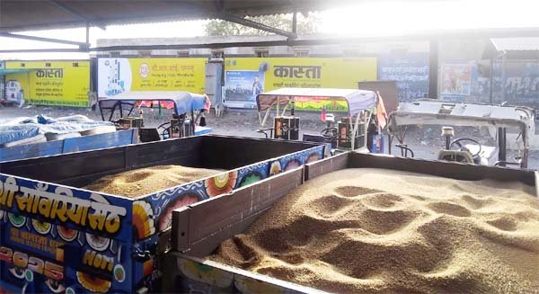 मंडी में फिर शुरु होगी लहसुन की नीलामी, ब्यावरा कृषि मंडी में 24 से होगी खरीदी