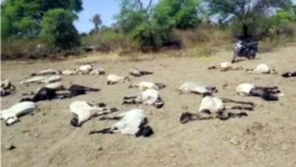 एक ही रात में 95 भेड़ों की संदिग्ध परिस्थितियों में मौत
