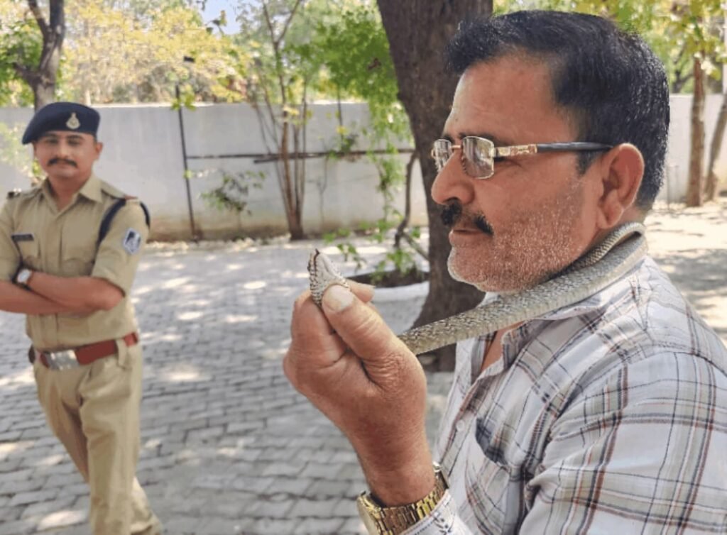 एसपी ऑफिस में हड़कंप: मुख्य गेट पर जा पहुंचा घोड़ा पछाड़ सांप, पुलिस जवान ने किया हैरतअंगेज रेस्क्यू