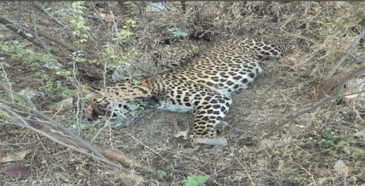 सड़क दुर्घटना में वयस्क तेंदुए ने गंवाई जान; वन विभाग की मौजूदगी में हुआ अंतिम संस्कार
