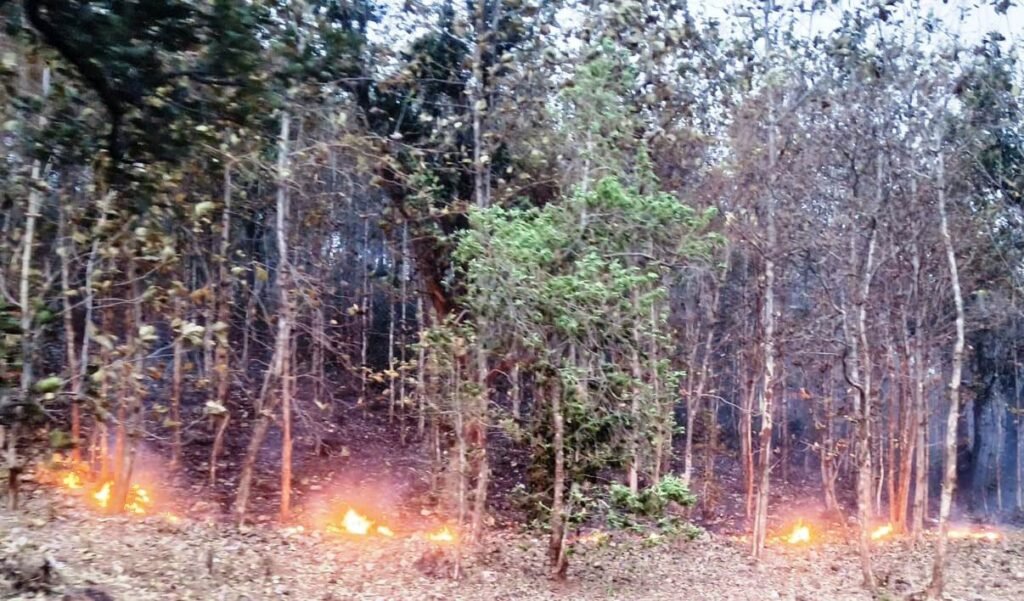 करथुआ रेंज के सागौन के जंगल में भीषण आग, आधा किलोमीटर तक फैली लपटें
