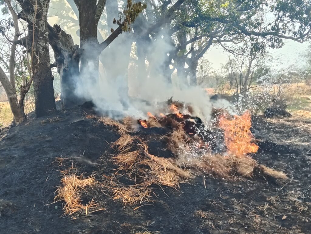 चिचंडा में आग लगने से पशु चारा एवं पेड़ जला 
