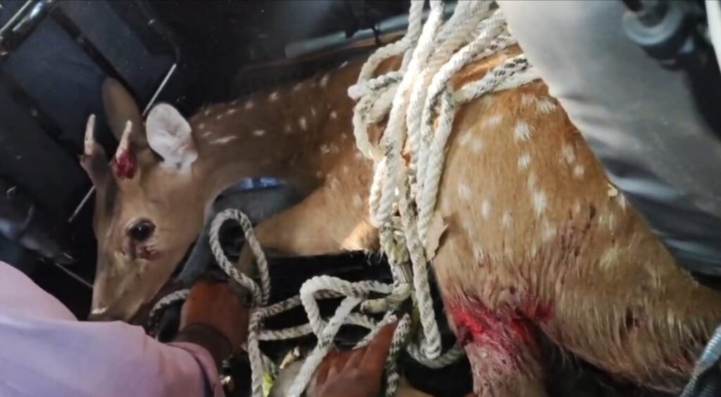 एक घंटे के रेस्क्यू के बाद चीतल को पकड़ कर वन विभाग के सुपुर्द किया