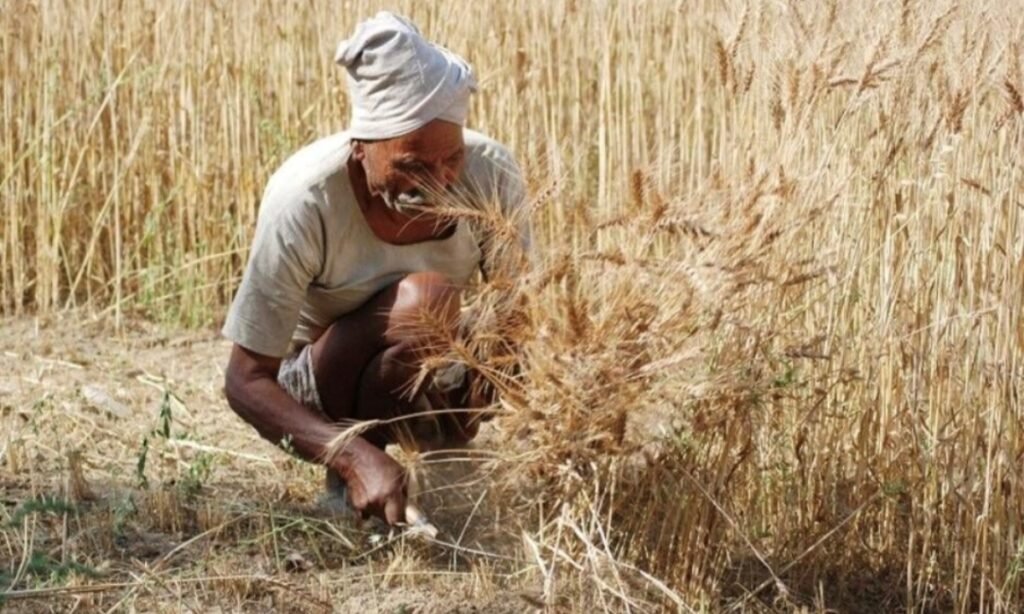 तेज धूप के चलते पकने लगी गेहूं की फसल