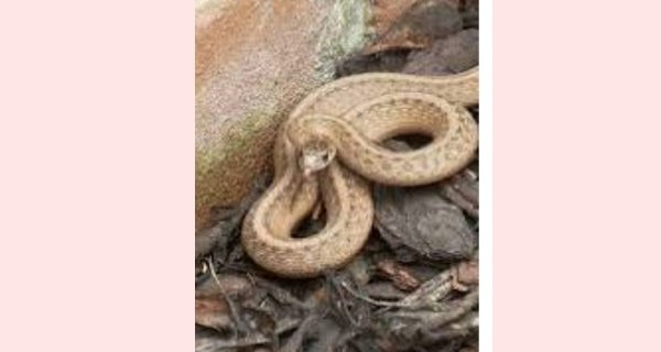 चूल्हे के पास बैठा था पांच फीट लंबा सांप
