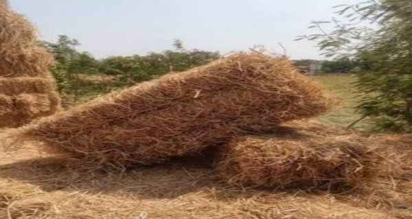 फसल अवशिष्ट बन सकता है अतिरिक्त आय का जरिया