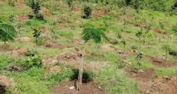 नियम ताक पर: सामाजिक वानिकी वृत्त में वित्तीय अनियमितताओं के गंभीर आरोप
