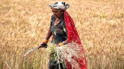 समर्थन मूल्य पर गेहूँ उपार्जन 10 और 15 अप्रैल से, कैबिनेट समिति ने की तैयारियों की समीक्षा