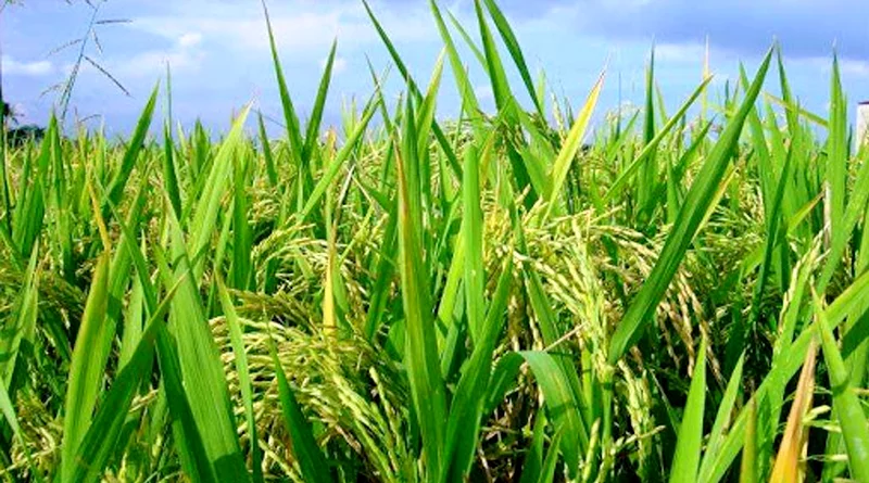 खरीफ ऋण वितरण शुरू, पहले दिन 55 करोड़ बांटे गए