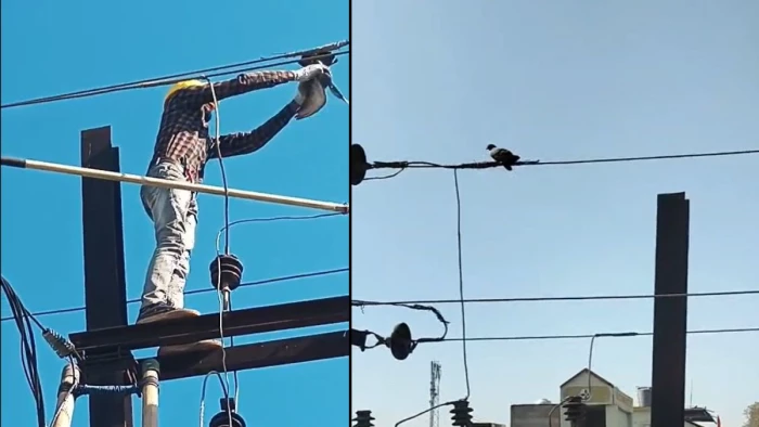 विद्युत लाईन से टकराया कबूतर फाल्ट होने से देर तक गुल रही कई स्थानों पर बिजली