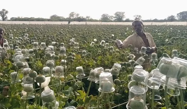 अफीम जाँच में मशीनी ‘धोखा’: किसानों की मेहनत पर फिर गया पानी, हजारों पट्टे खतरे में!