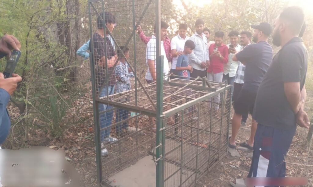 पालाखेड़ी में लकड़बग्घों की दहशत, वन विभाग ने लगाया पिंजरा