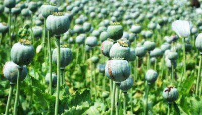 नीमच में सीबीएन की बड़ी कार्रवाई, 1.936 किलो अवैध अफीम जब्त