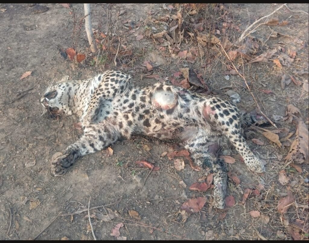 बालाघाट में मादा तेंदुए की संदिग्ध मौत, वन विभाग ने शुरू की जांच, आपसी संघर्ष की आशंका