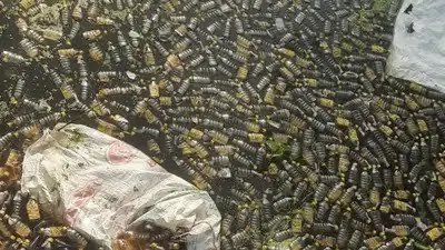 नाले में तैरती मिलीं शराब की हजारों बोतलें