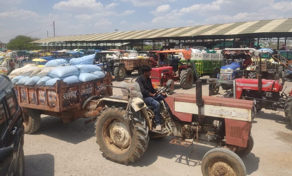 बेगमगंज मंडी में सैकड़ो ट्रॉली गेहूं पहुंचा, दाम कम मिलने से किसानों में आक्रोश