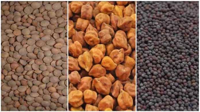 समर्थन मूल्य पर चना-मसूर खरीदी के लिए छतरपुर में 15 केंद्र स्थापित