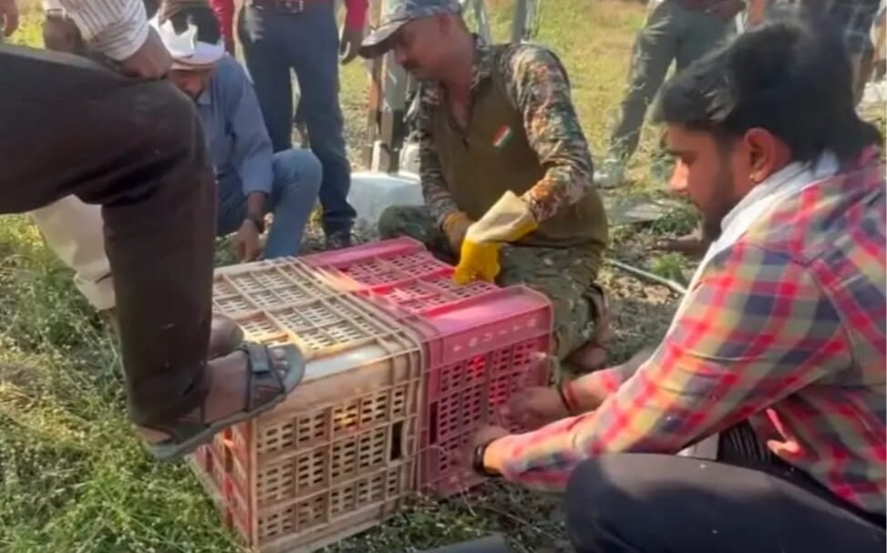 बिजली स्टेशन में घुसे जंगली साही को वन टीम ने किया रेस्क्यू