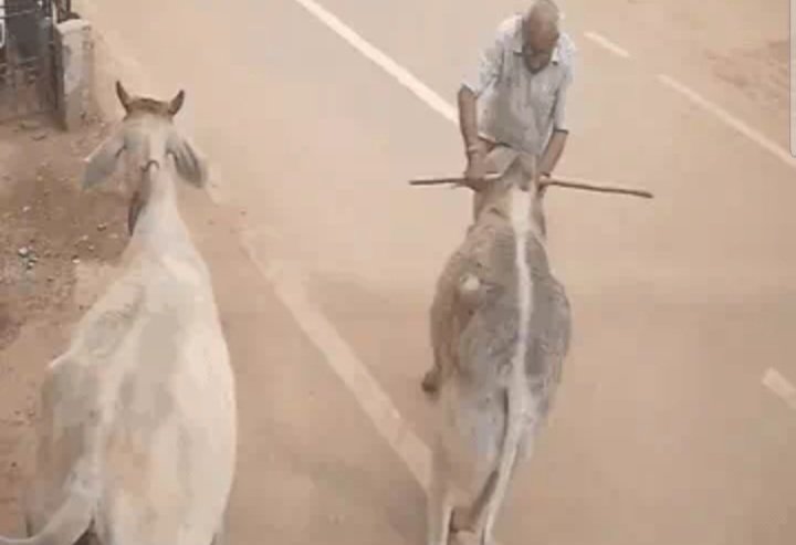 मॉर्निंग वॉक पर निकले पूर्व स्वास्थ्य अधिकारी पर सांड ने किया हमला, हुई मौत