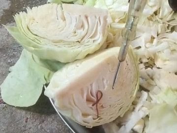 सब्जी काटते ही उड़े होश, बंद गोभी के अंदर से निकला सांप