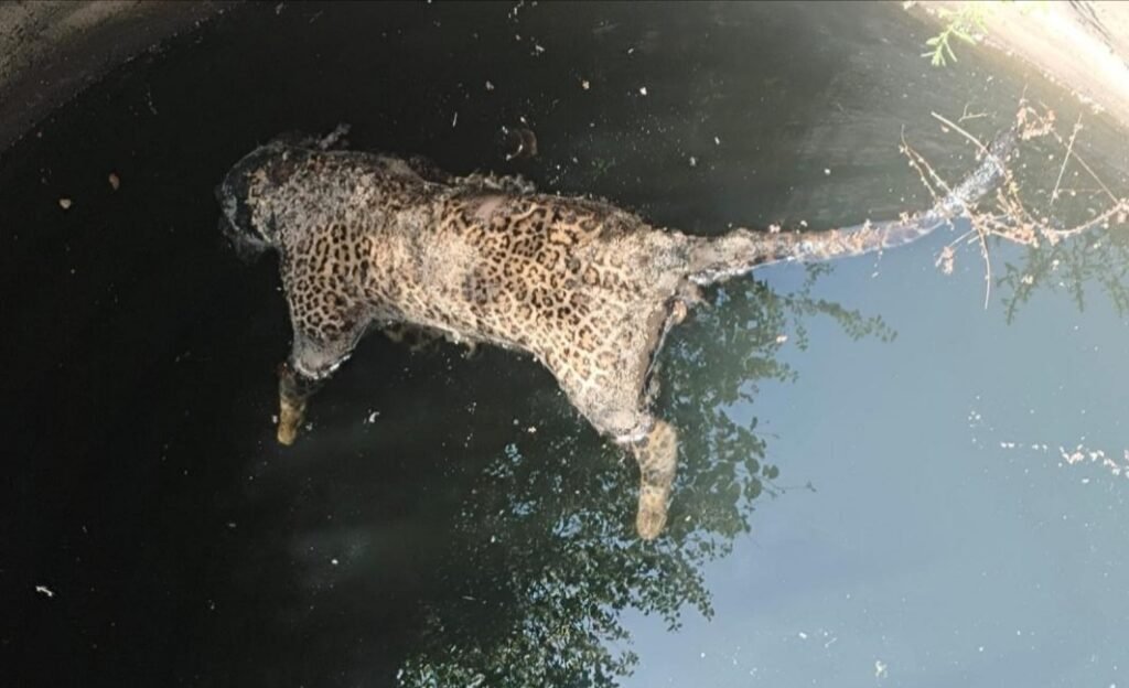 सकरिया गांव के कुएं में मिला तेंदुए का शव, पानी में डूबने से हुई मौत