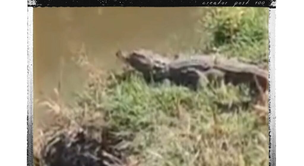 गेरुआ गांव के तालाब में दिखा मगरमच्छ, ग्रामीणों में दहशत