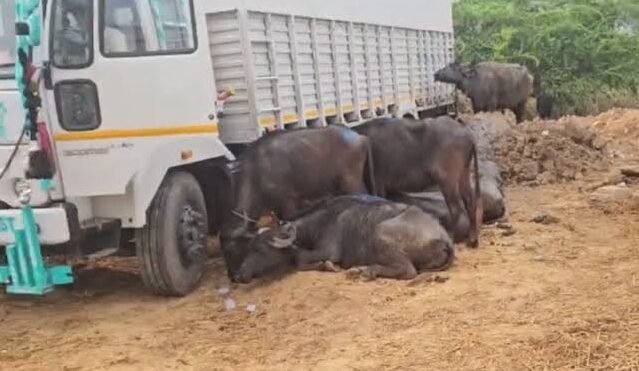 पशु तस्करी पर शिकंजा: चार पिकअप वाहन जब्त, 17 भैंसें मुक्त कराई गईं