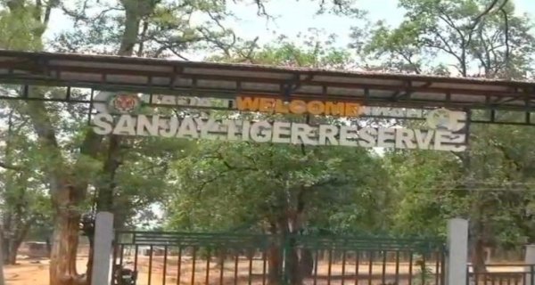 ​संजय टाइगर रिजर्व: मर्यादा लांघने वाला बीट गार्ड पर सेवा से निलंबित