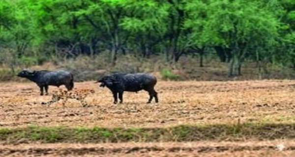 खुले जंगल में घूम रहे 12 चीते, इनमें से 6 कूनो में तो छह कूनो से बाहर