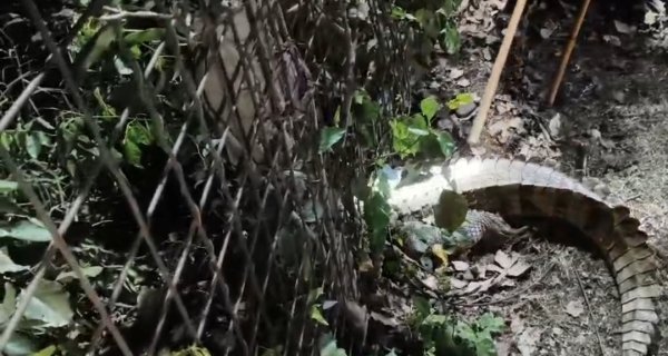 आयुध निर्माणी खमरिया के प्रवेश द्वार के पास पहुंचा मगरमच्छ