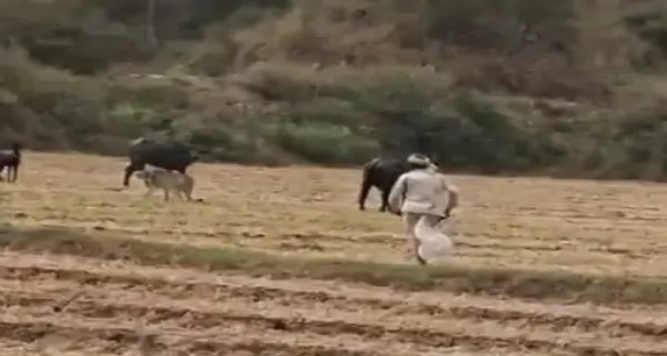 कूनो से निकली मादा चीता वीरा सबलगढ़ में दिखी