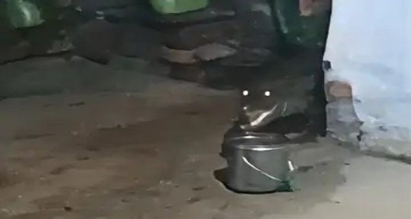 घर में घुसा मगरमच्छ, लागों ने लाठियों से खदेड़ा