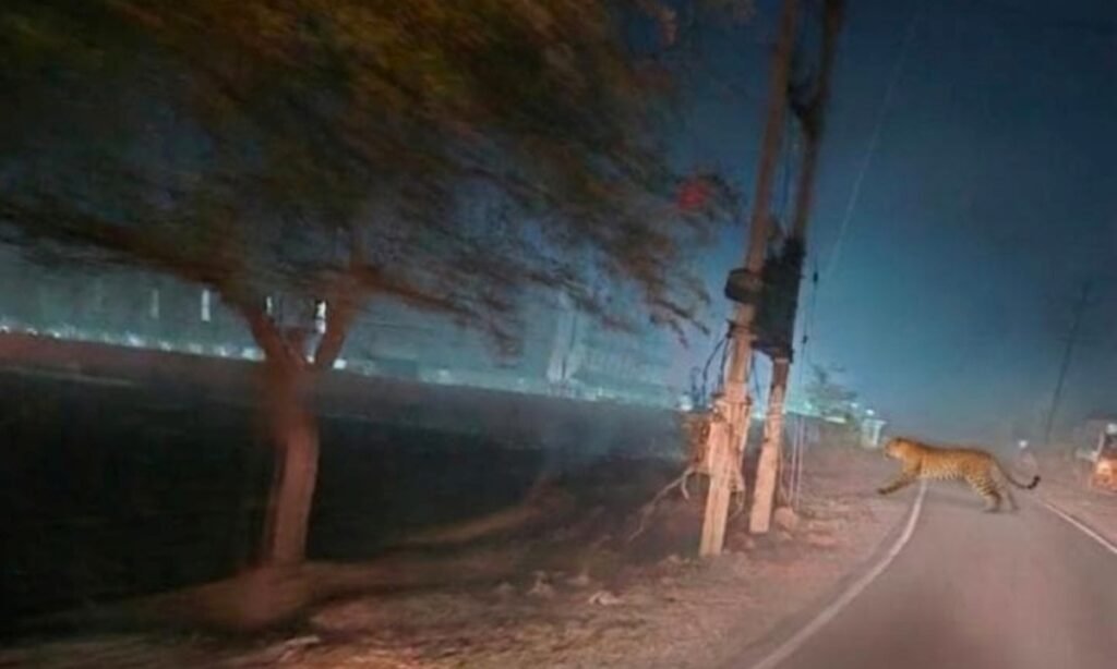 डकाचिया क्षेत्र में तेंदुए की आहट, सर्चिंग में जुटी वन विभाग की टीम