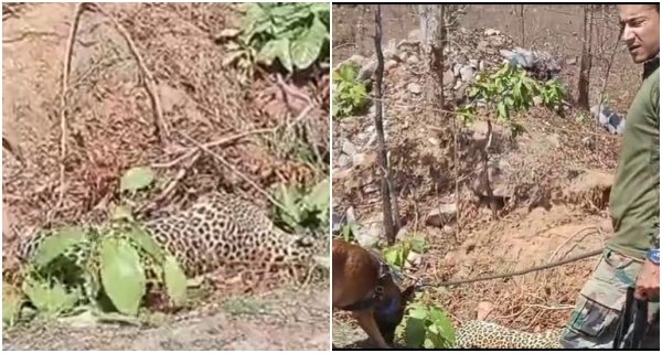 नाले में मिला मृत तेंदुआ का शव