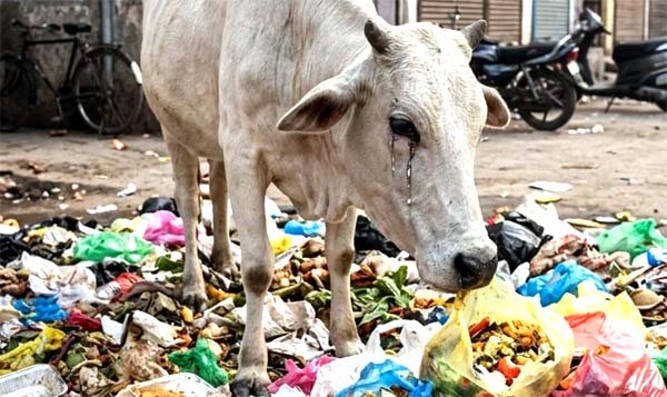 मृत गाय के पेट से निकली 30 किलोग्राम से अधिक प्लास्टिक की थैलियां