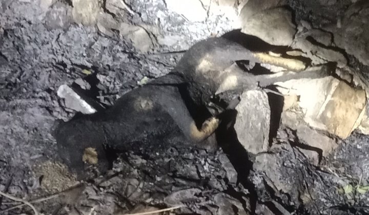 नशेड़ियों ने श्वान को जिंदा जलाया, पशु प्रेमियों में आक्रोश