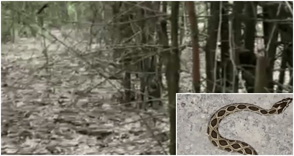 सतपुड़ा के जंगलों से गांवों तक फैला सर्प संसार, बैतूल में 19 प्रजातियों की मौजूदगी दर्ज